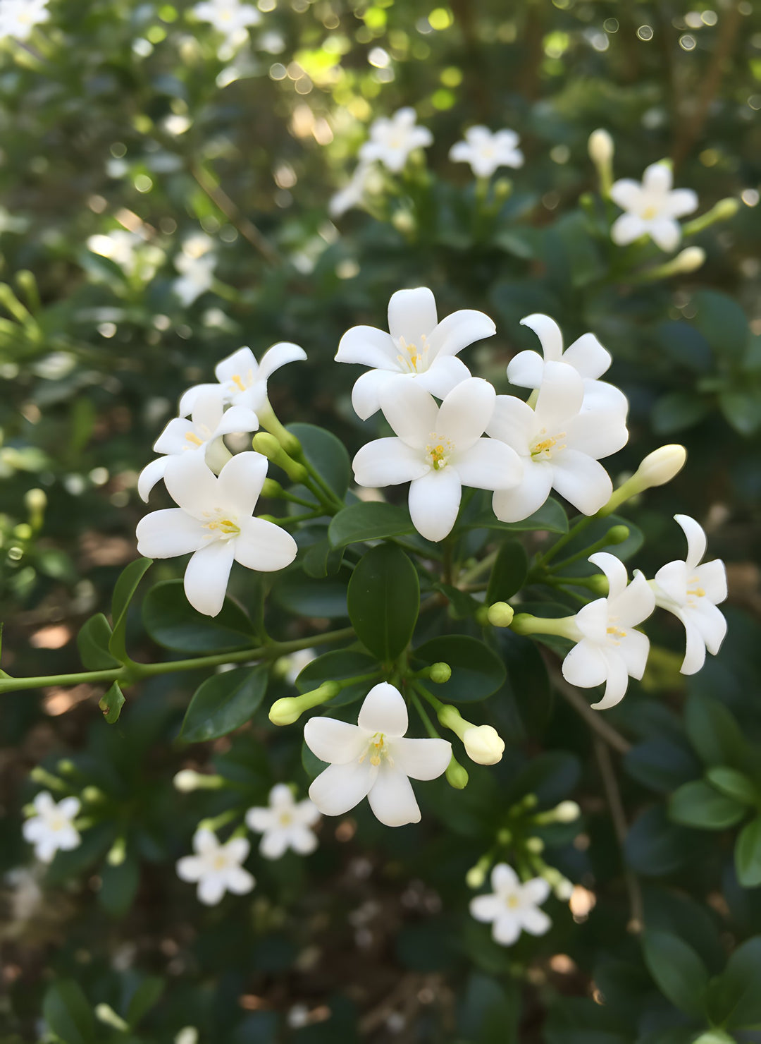 Murraya Paniculata &