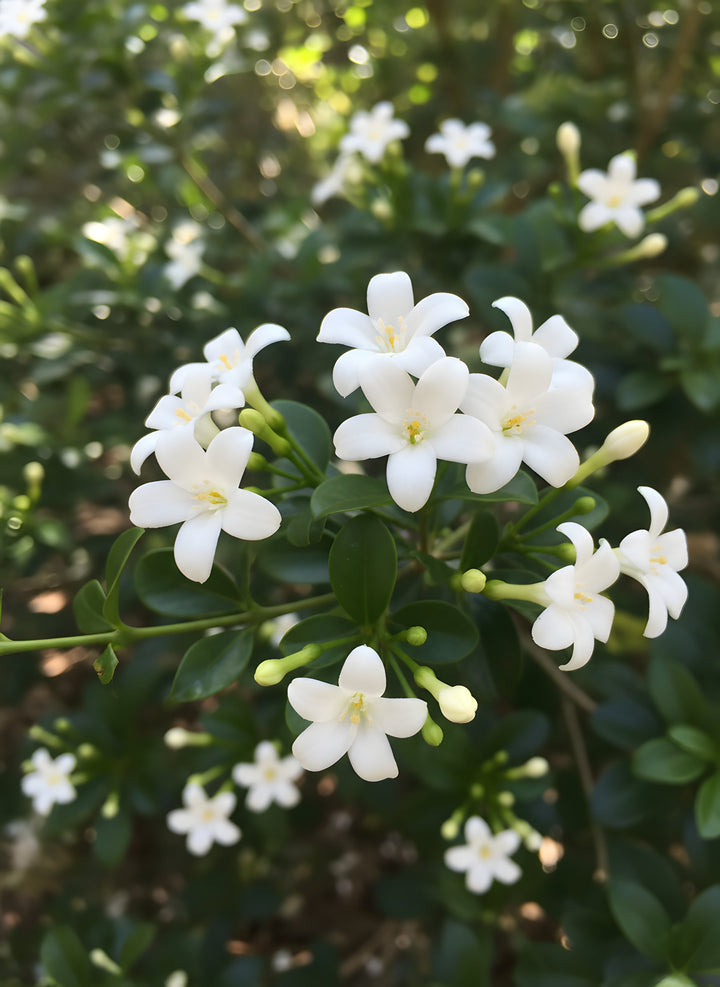 Murraya Paniculata &