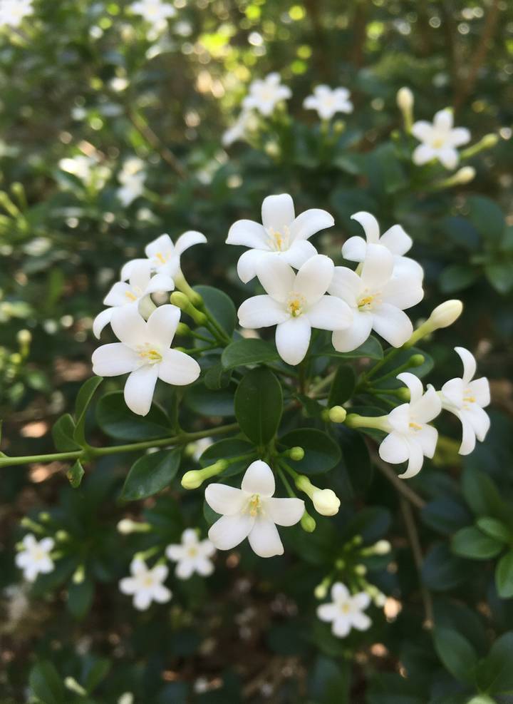 Murraya Paniculata 'Min A Min'