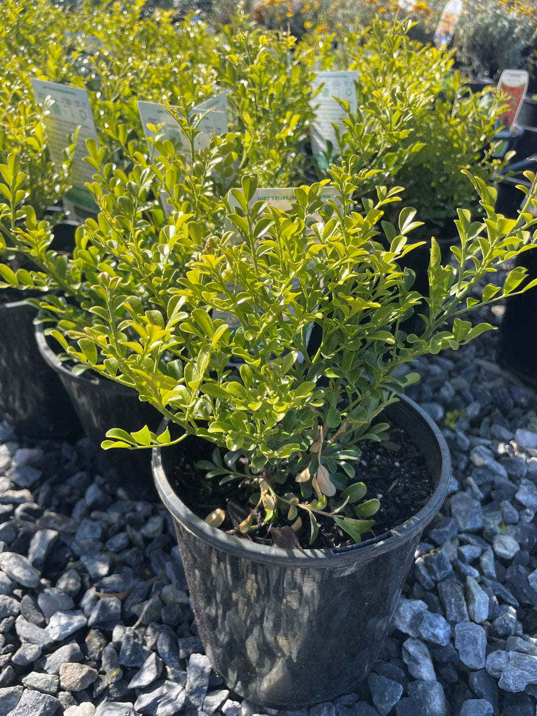 Murraya Paniculata 'Min A Min'