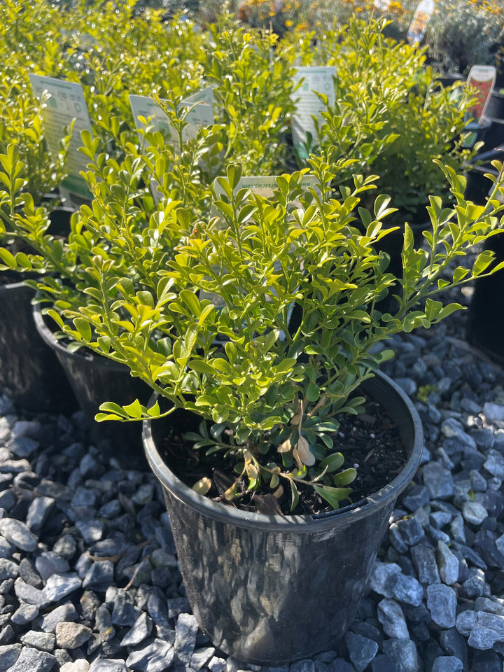 Murraya Paniculata 'Min A Min'