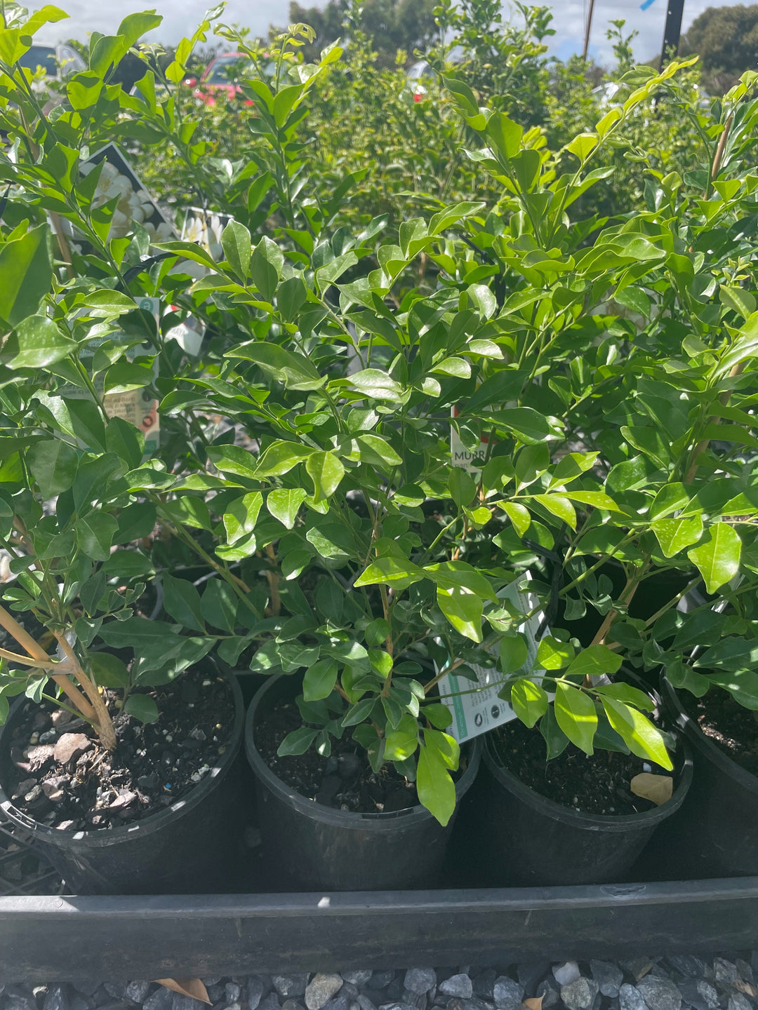 Murraya Paniculata for sale Adelaide Plant Co