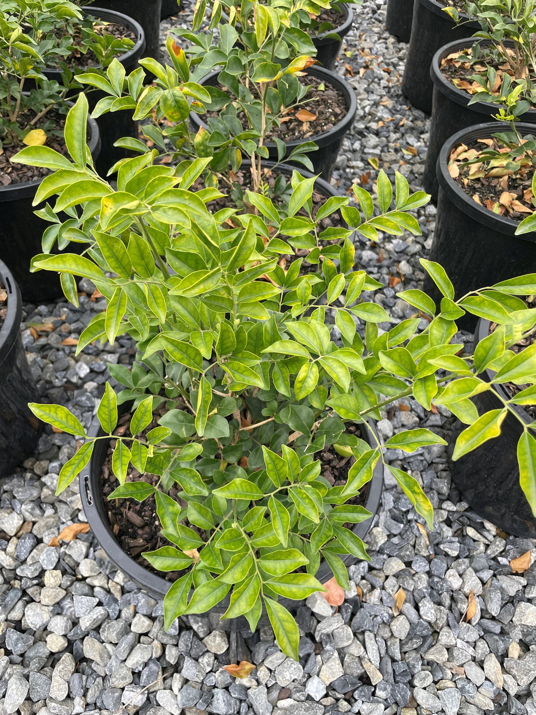 Murraya Paniculata for sale Adelaide Plant Co