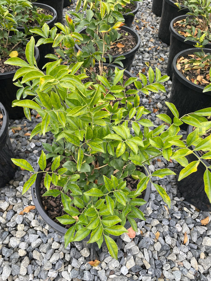 Murraya Paniculata for sale Adelaide Plant Co