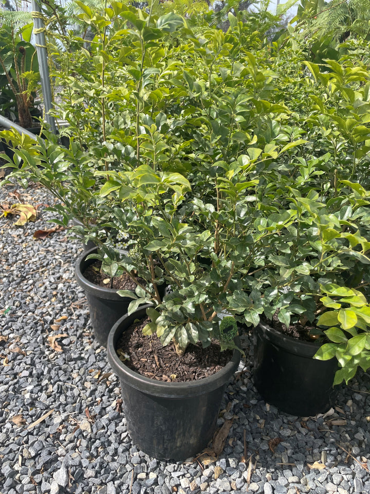 Murraya Paniculata for sale Adelaide Plant Co