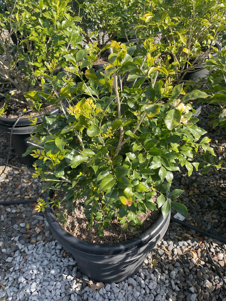 Murraya Paniculata