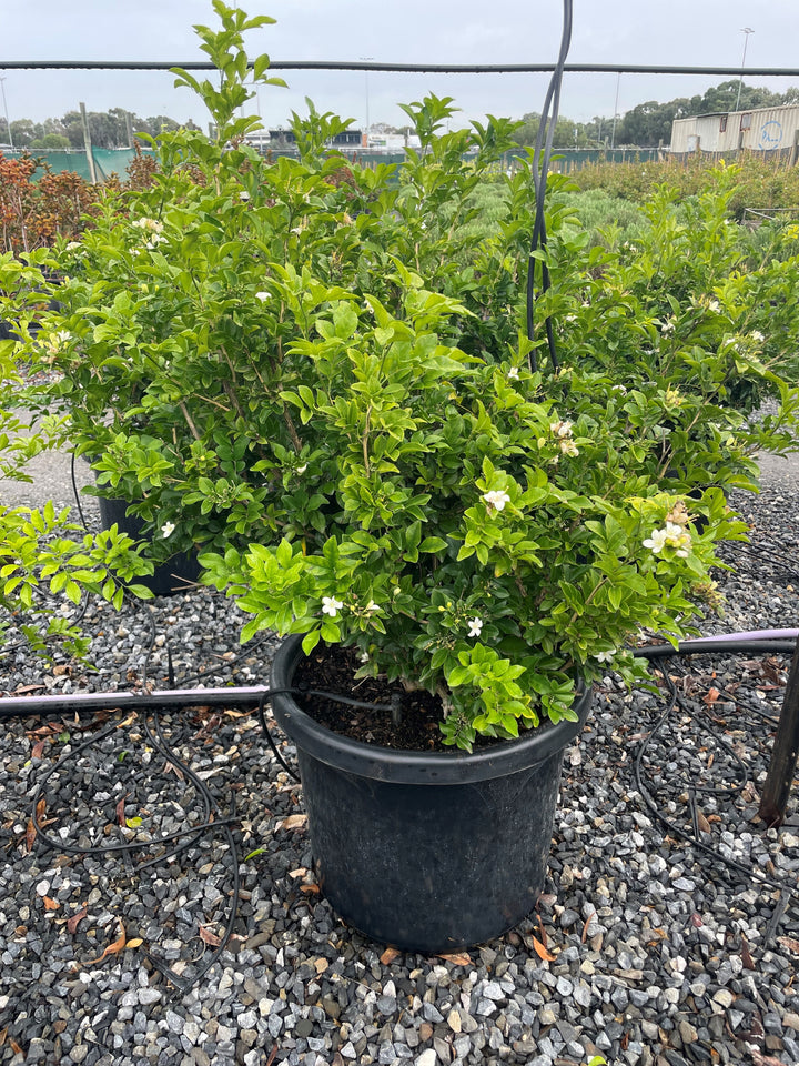 Murraya Paniculata 500mm Pot for sale Adelaide Plant Co
