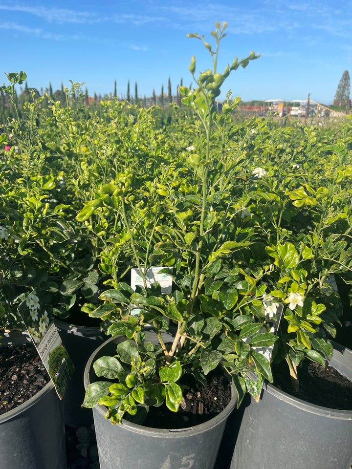 Murraya Paniculata for sale Adelaide Plant Co