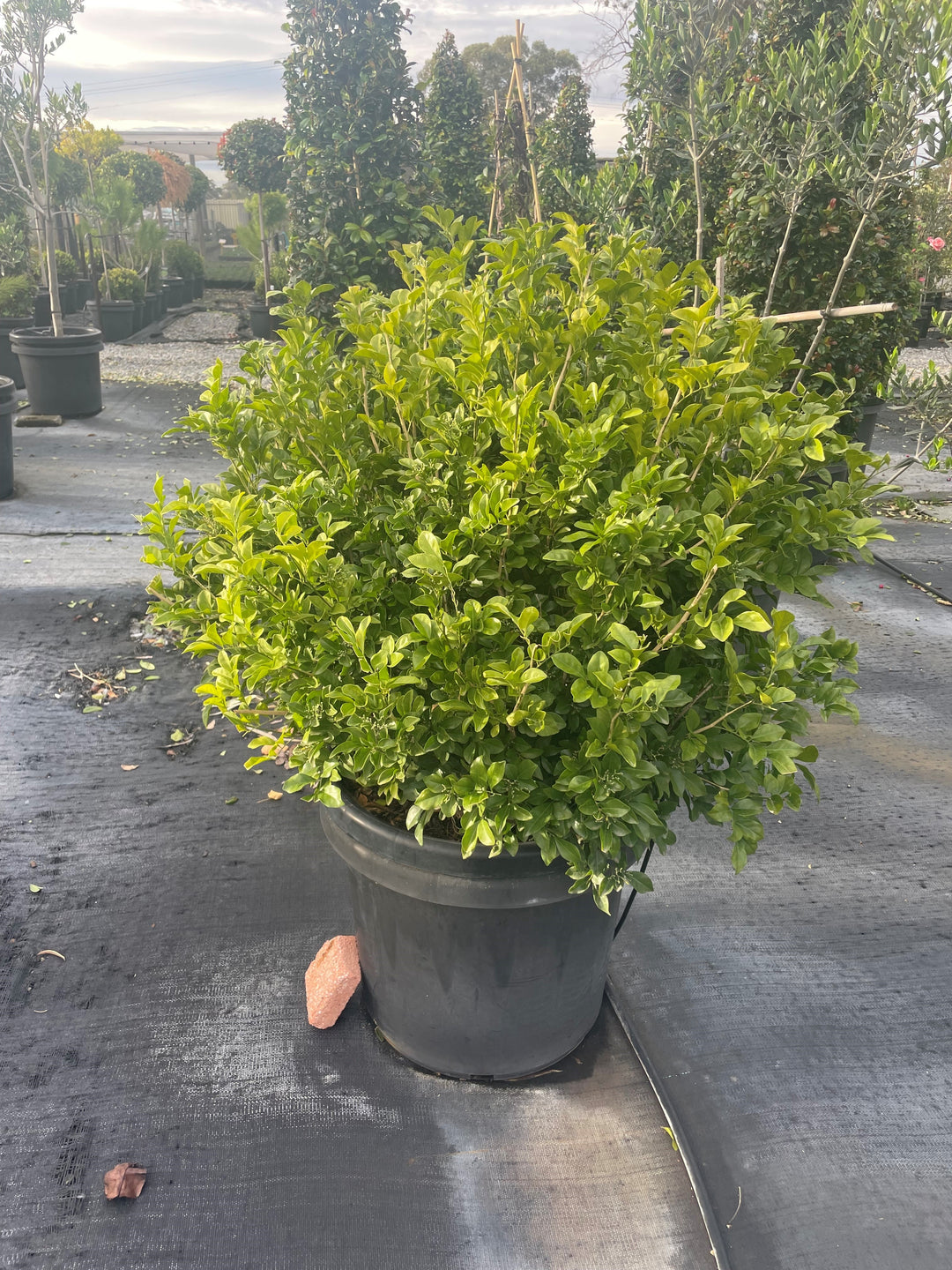 TOPIARY / Murraya paniculata (Spheres) 500mm Pot for sale Adelaide Plant Co