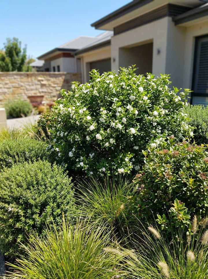 Murraya Paniculata 250mm Pot for sale Adelaide Plant Co