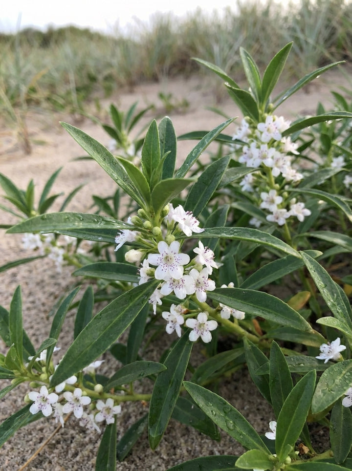 Myoporum insulare Prostrate 140mm Pot for sale Adelaide Plant Co