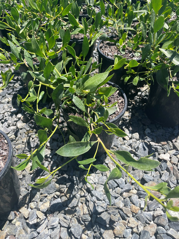 Myoporum insulare Prostrate for sale Adelaide Plant Co