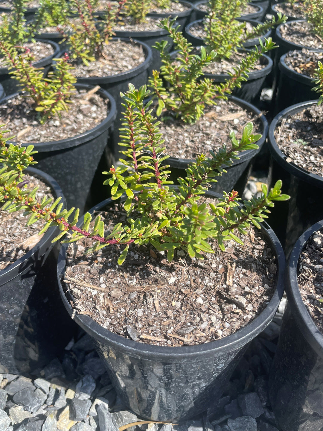 Myoporum parvifolium &