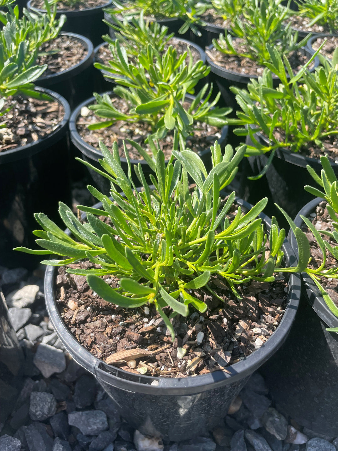 Myoporum parvifolium &