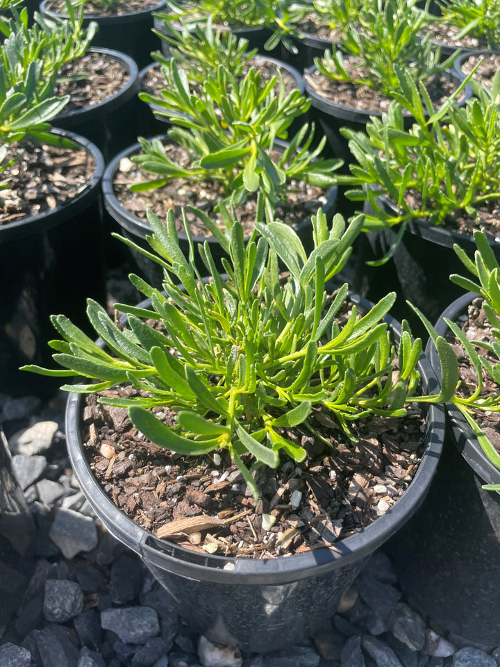Myoporum parvifolium &