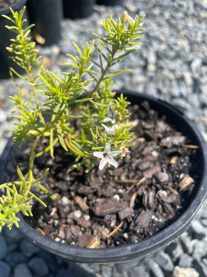 Myoporum parvifolium &