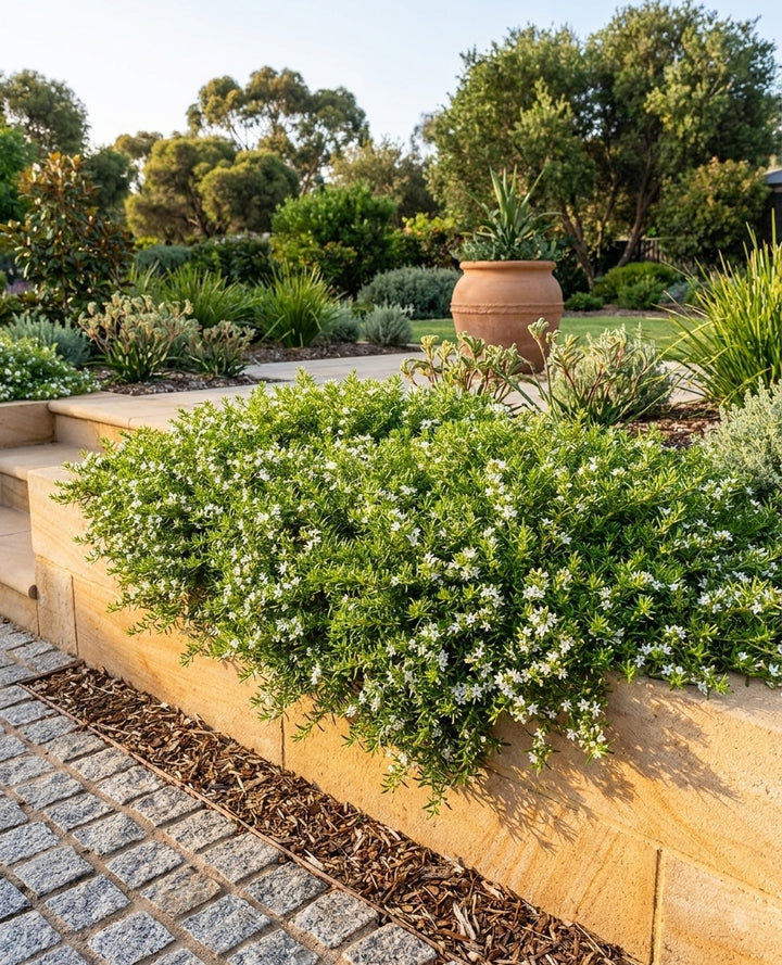 Myoporum parvifolium &