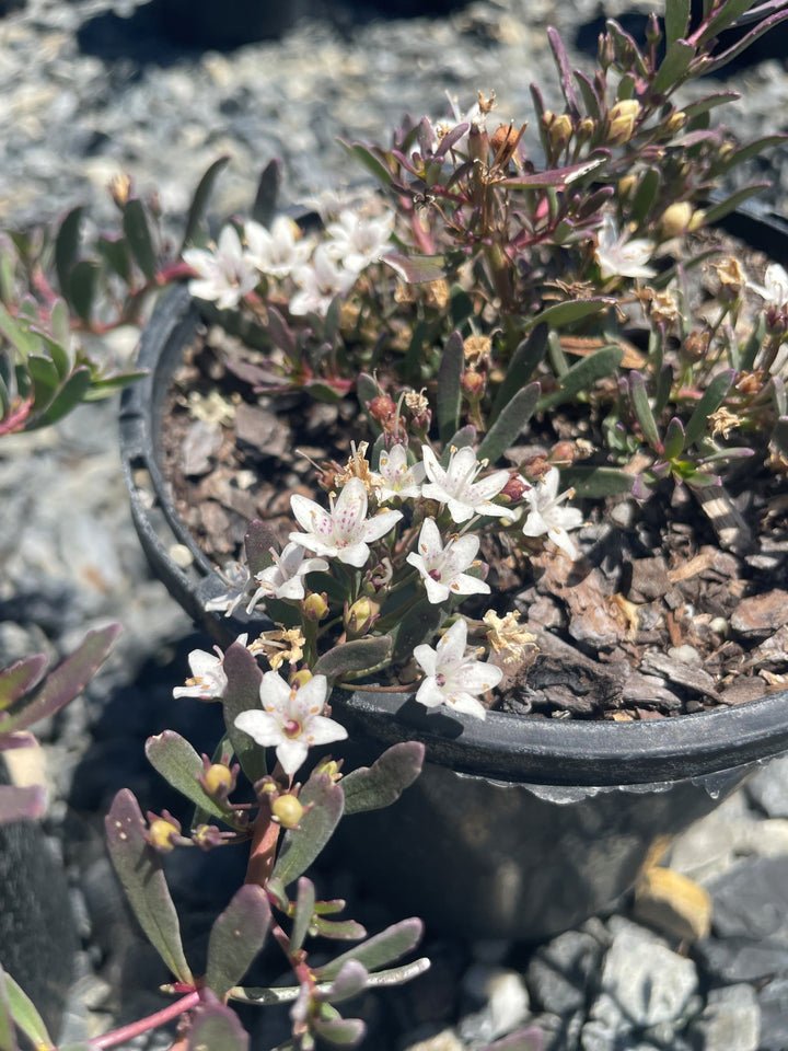 Myoporum parvifolium Purpurea 140mm Pot for sale Adelaide Plant Co