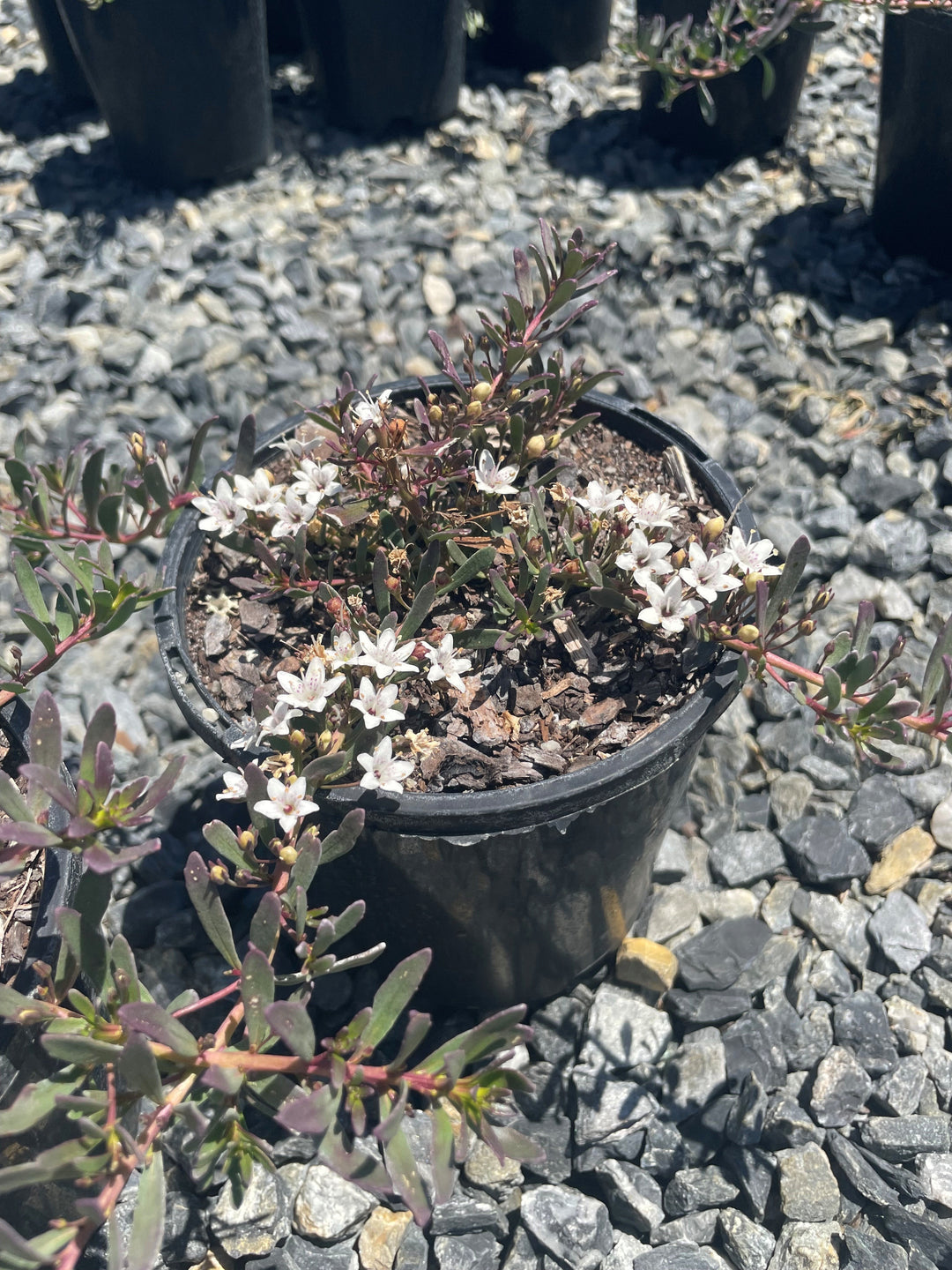 Myoporum parvifolium Purpurea for sale Adelaide Plant Co