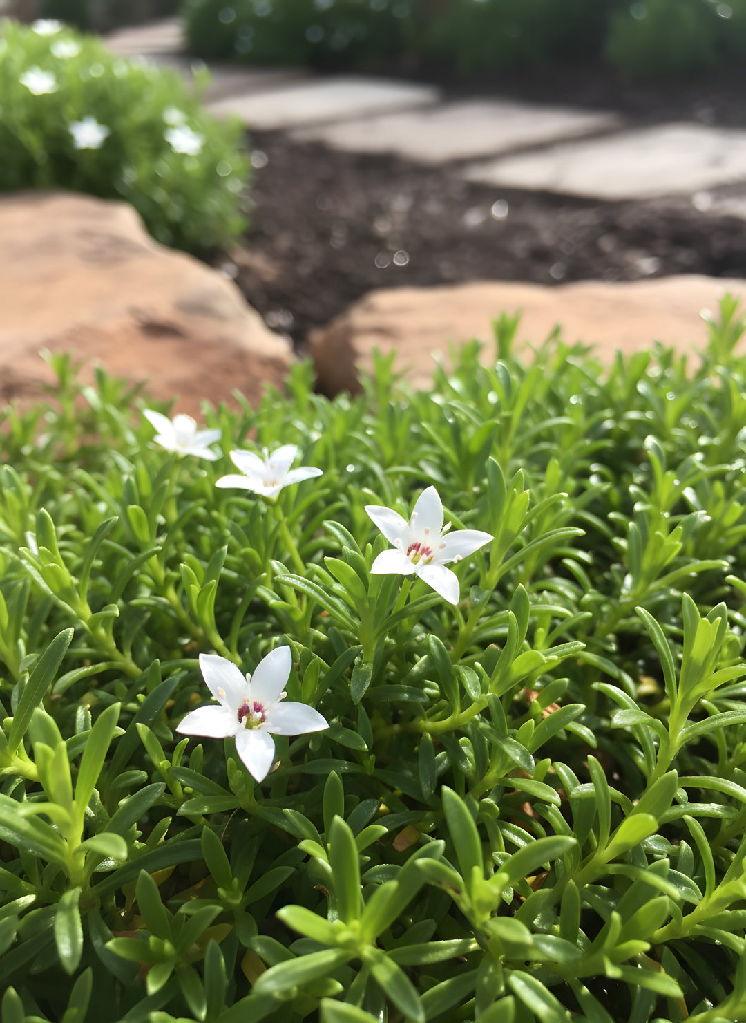 Myoporum parvifolium 'Yareena' 140mm Pot for sale Adelaide Plant Co