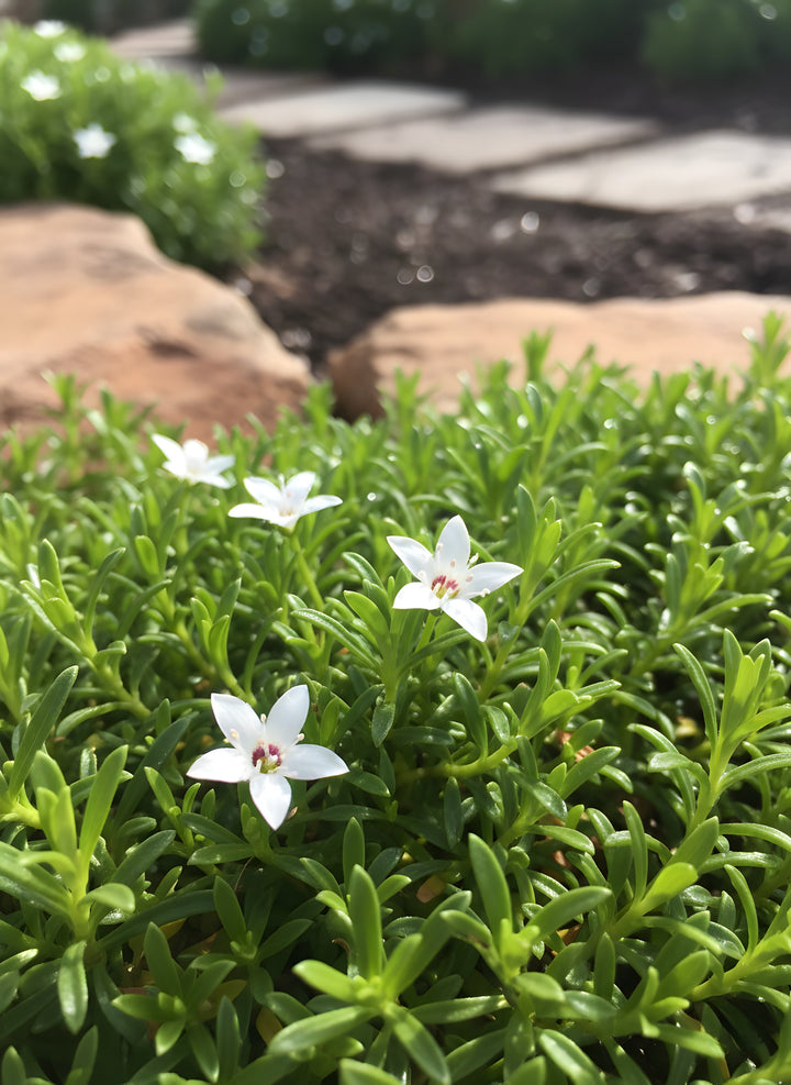 Myoporum parvifolium &