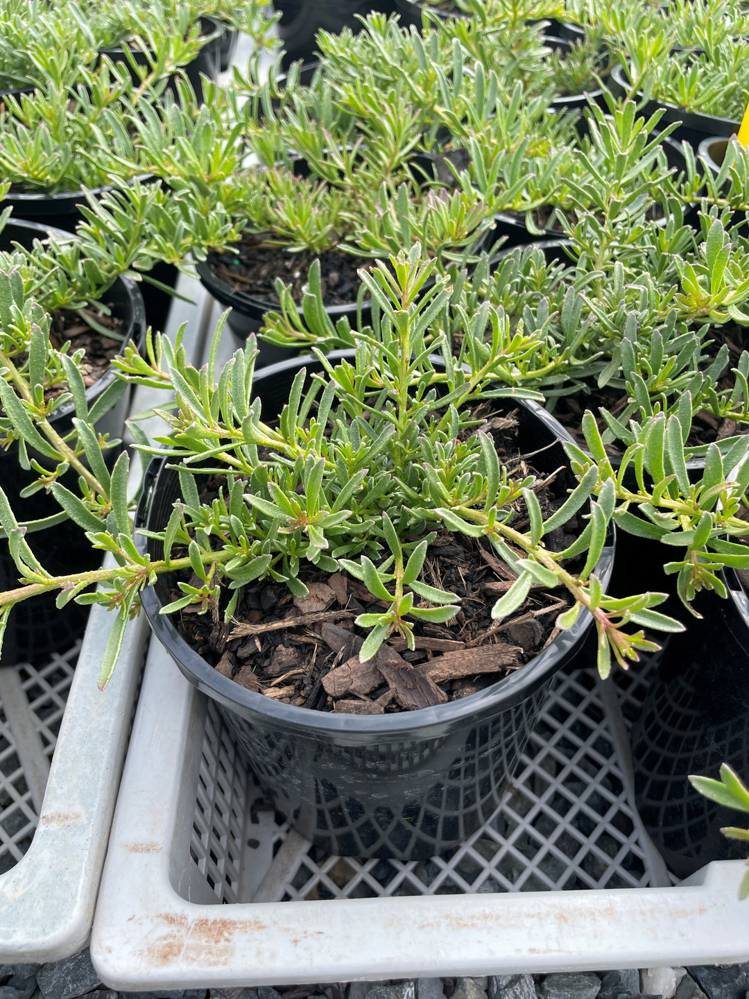 Myoporum parvifolium &