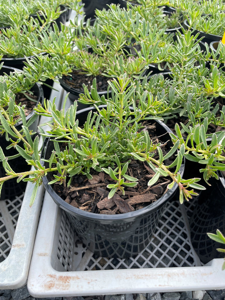 Myoporum parvifolium &