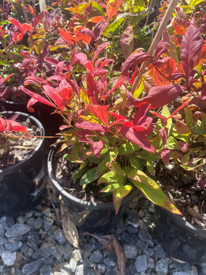 Nandina Domestica &