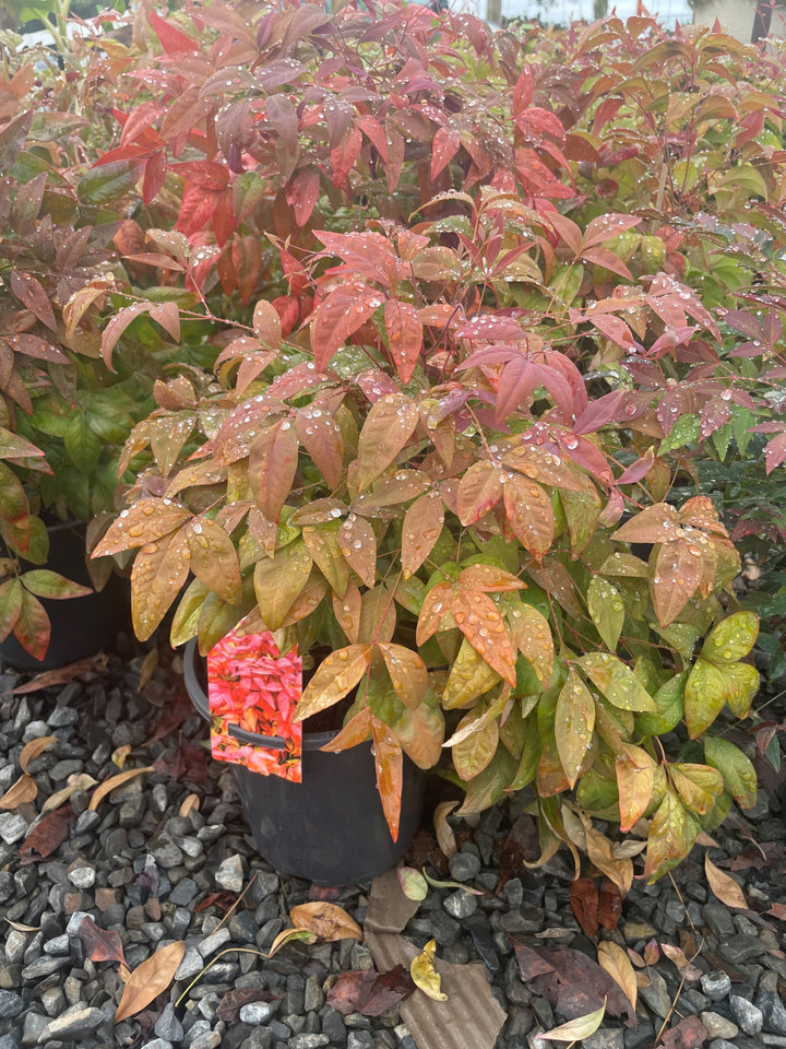 Nandina Domestica &