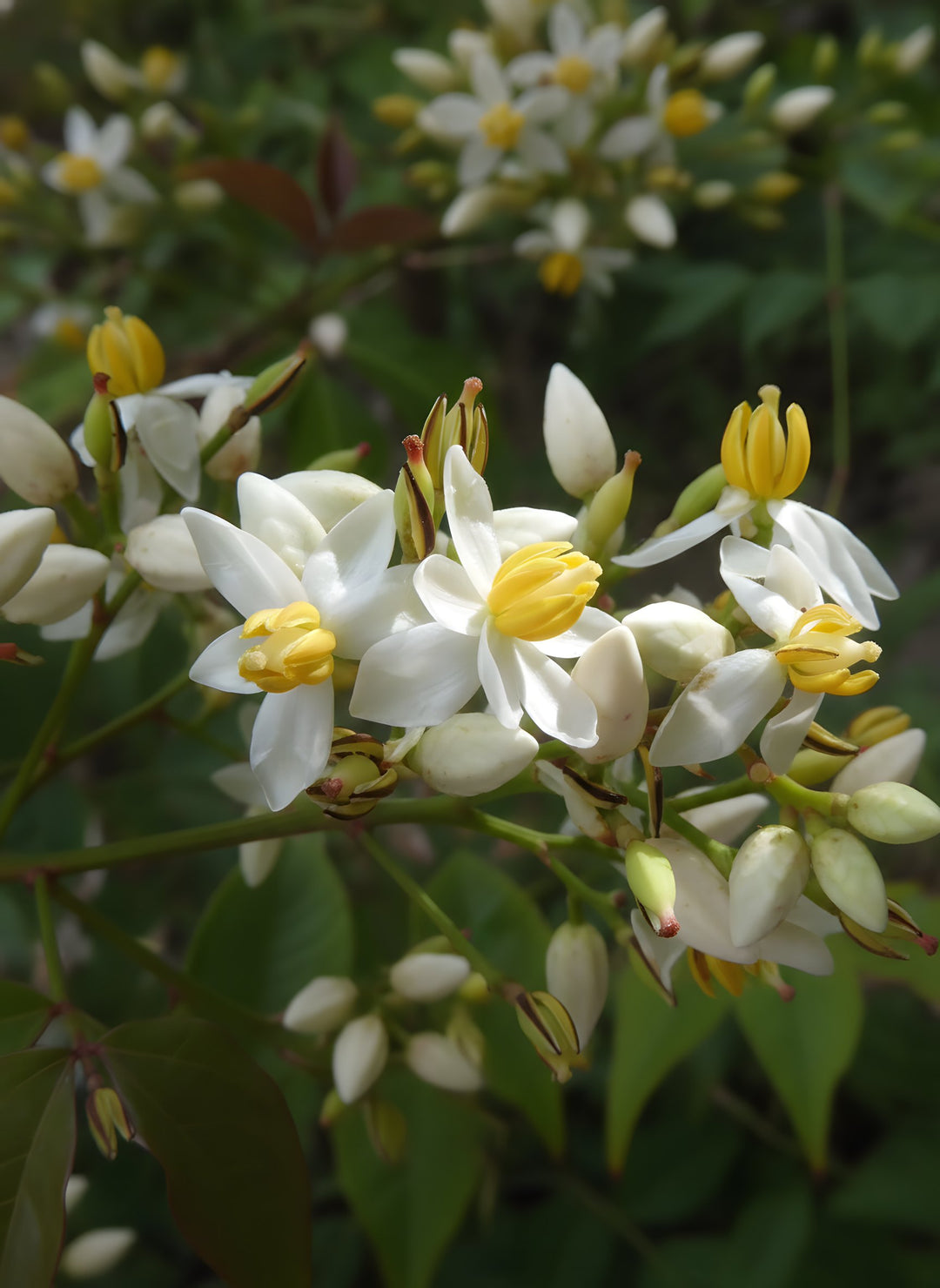 Nandina domestica 140mm Pot for sale Adelaide Plant Co