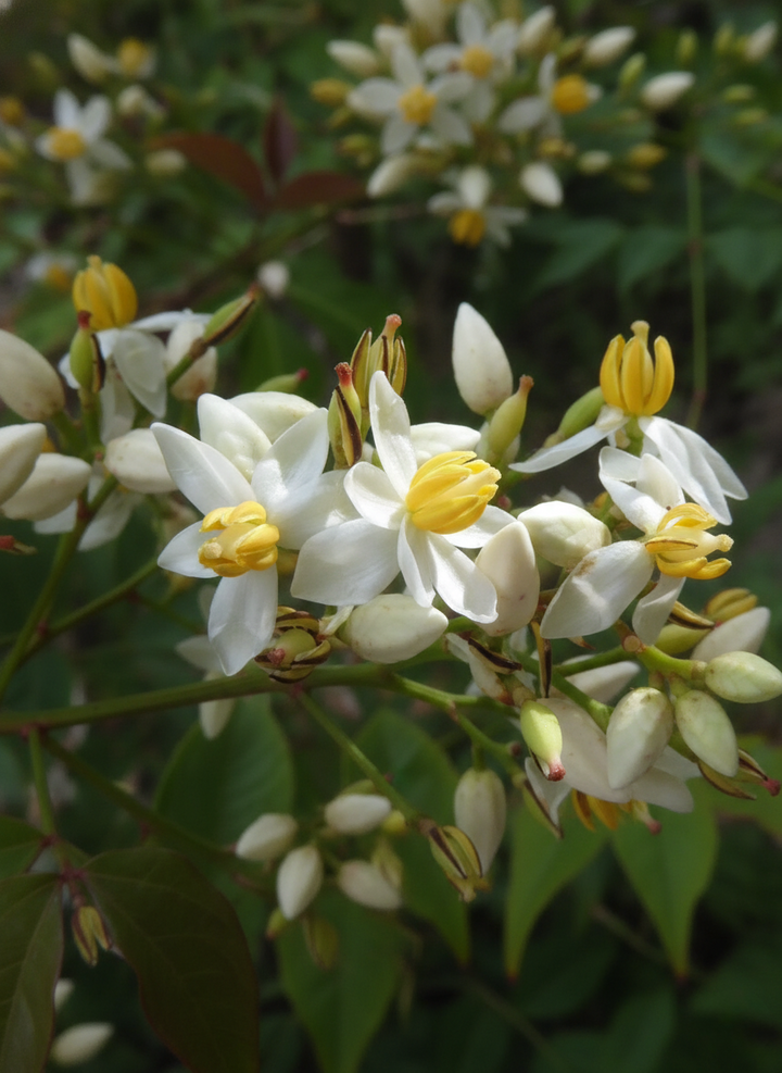 Nandina domestica 140mm Pot for sale Adelaide Plant Co