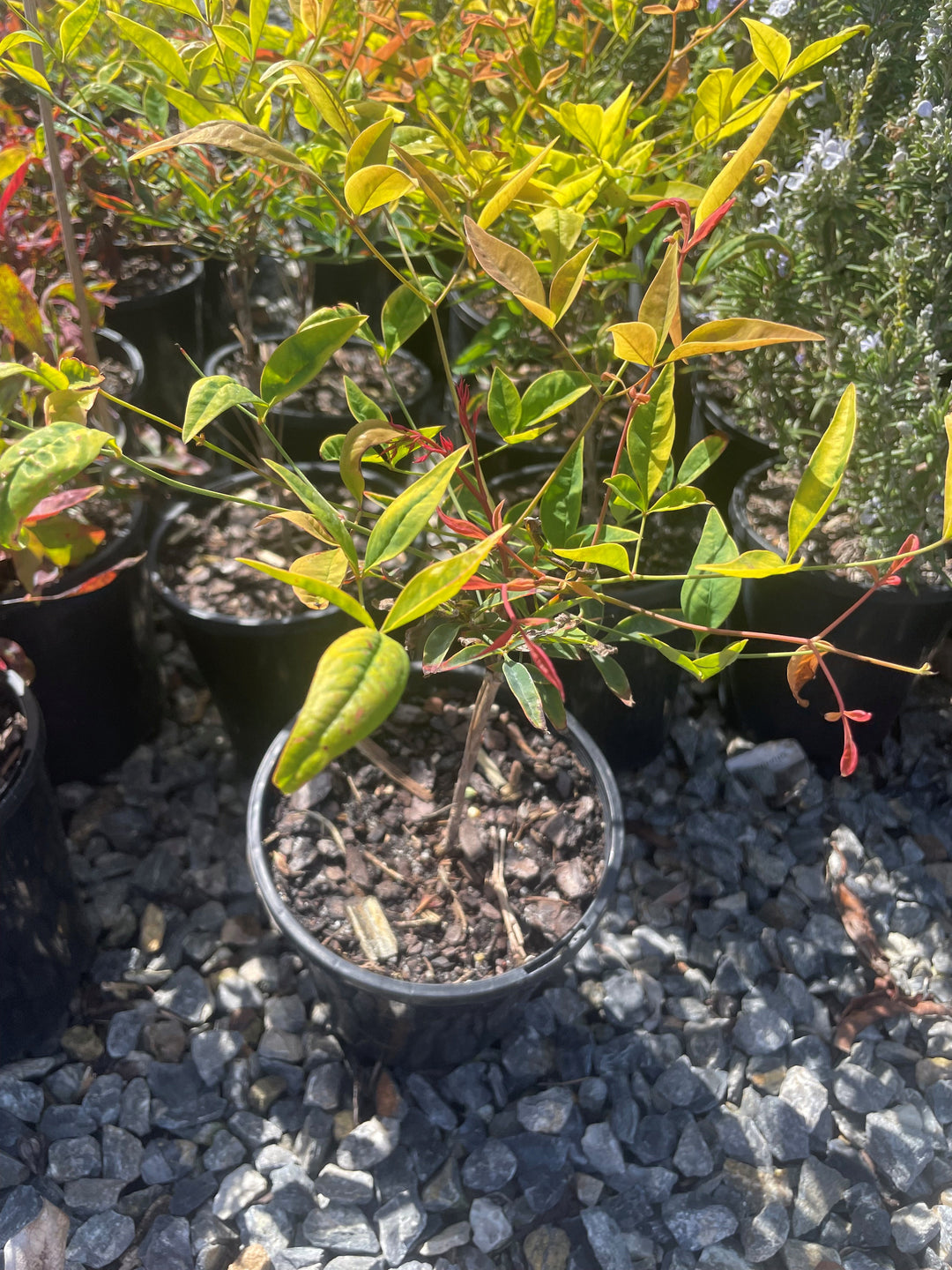 Nandina domestica for sale Adelaide Plant Co