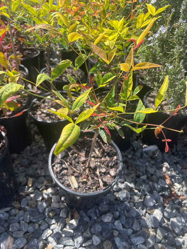 Nandina domestica for sale Adelaide Plant Co