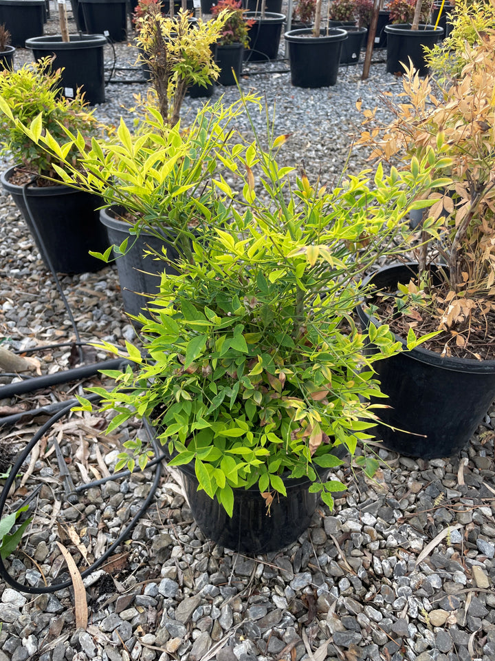 Nandina Domestica &