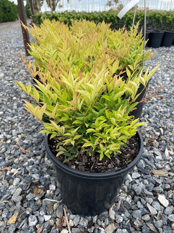 Nandina Domestica 'Magical Daybreak'