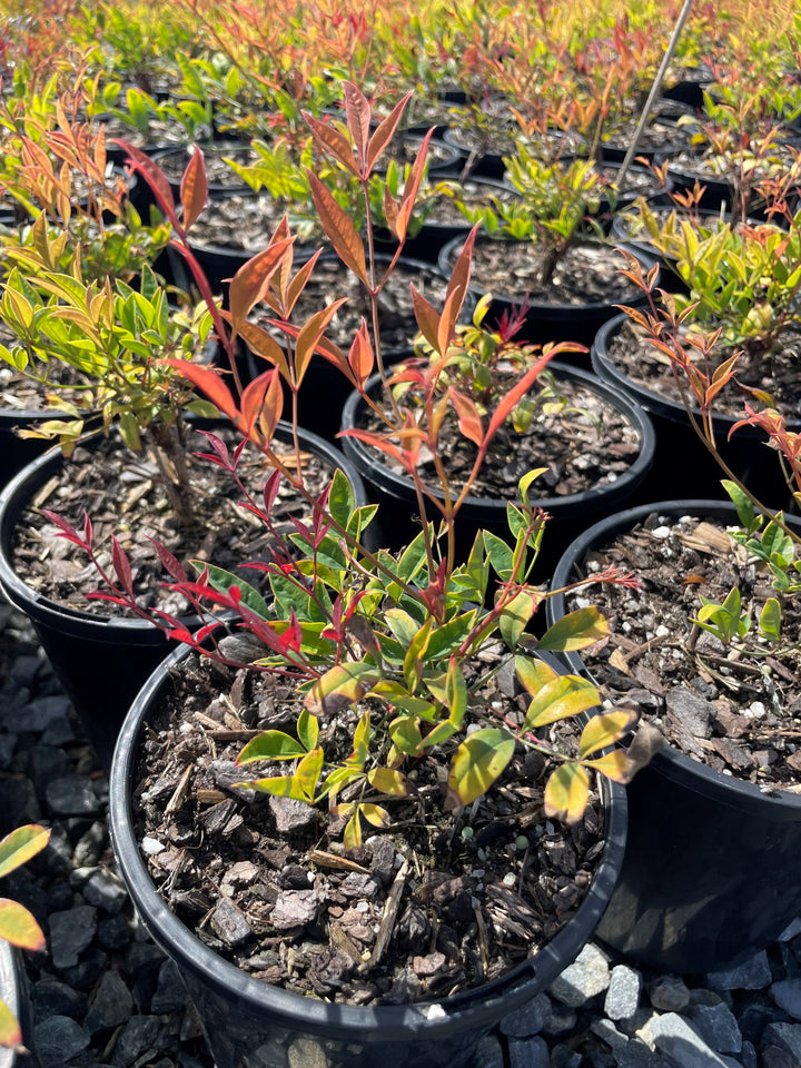 Nandina Domestica 'Moon Bay'