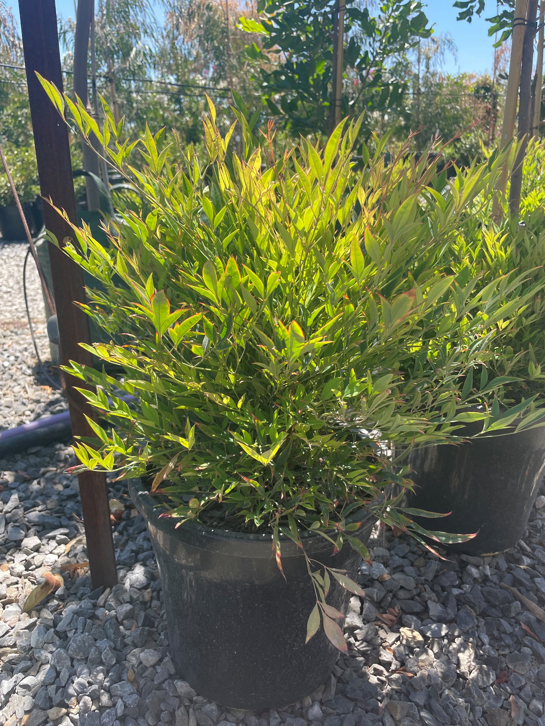 Nandina Domestica &