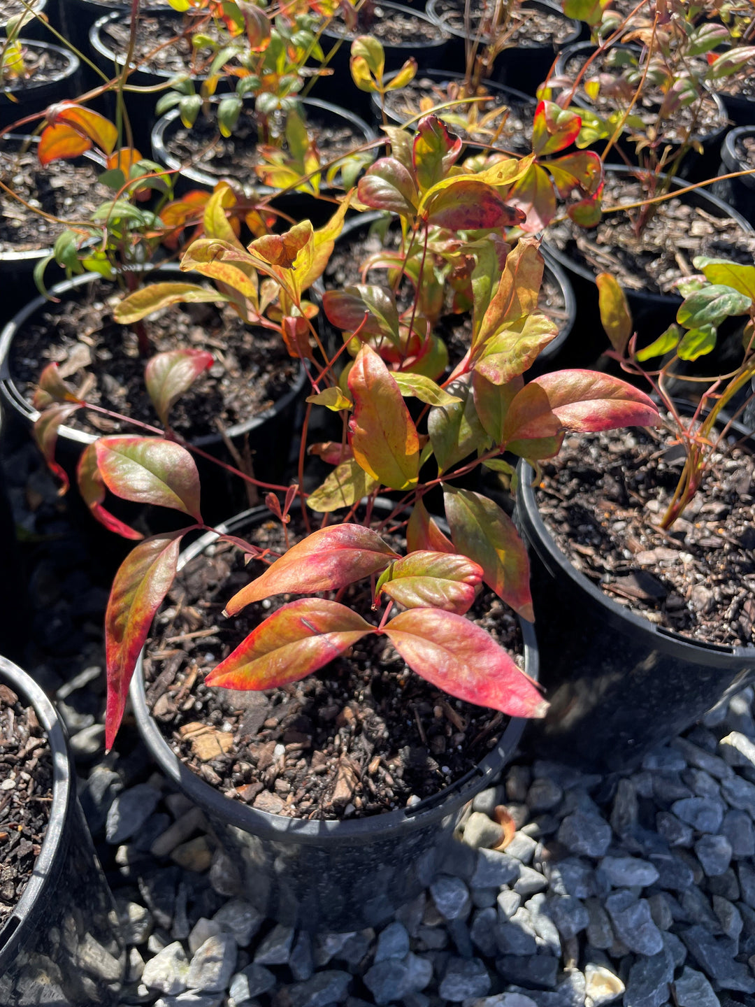 Nandina Domestica Nana 200mm Pot for sale Adelaide Plant Co