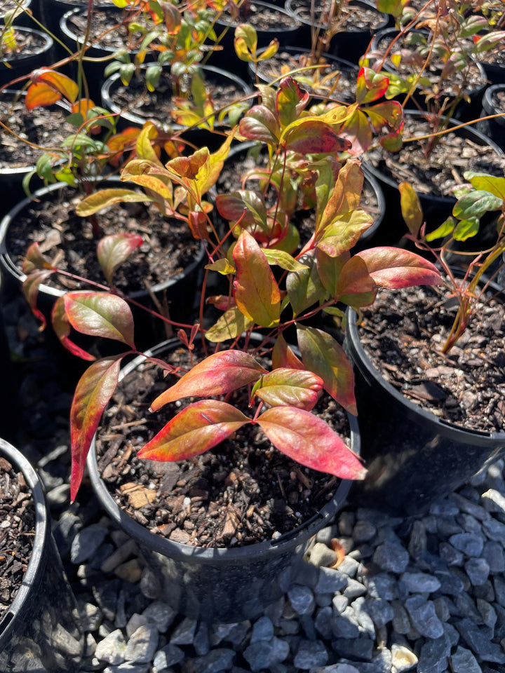 Nandina Domestica Nana 200mm Pot for sale Adelaide Plant Co