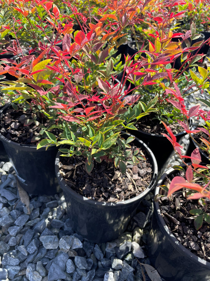 Nandina Domestica 'Obsession'