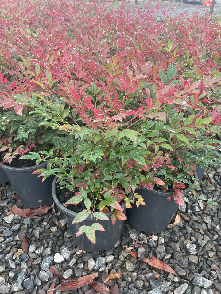 Nandina Domestica &