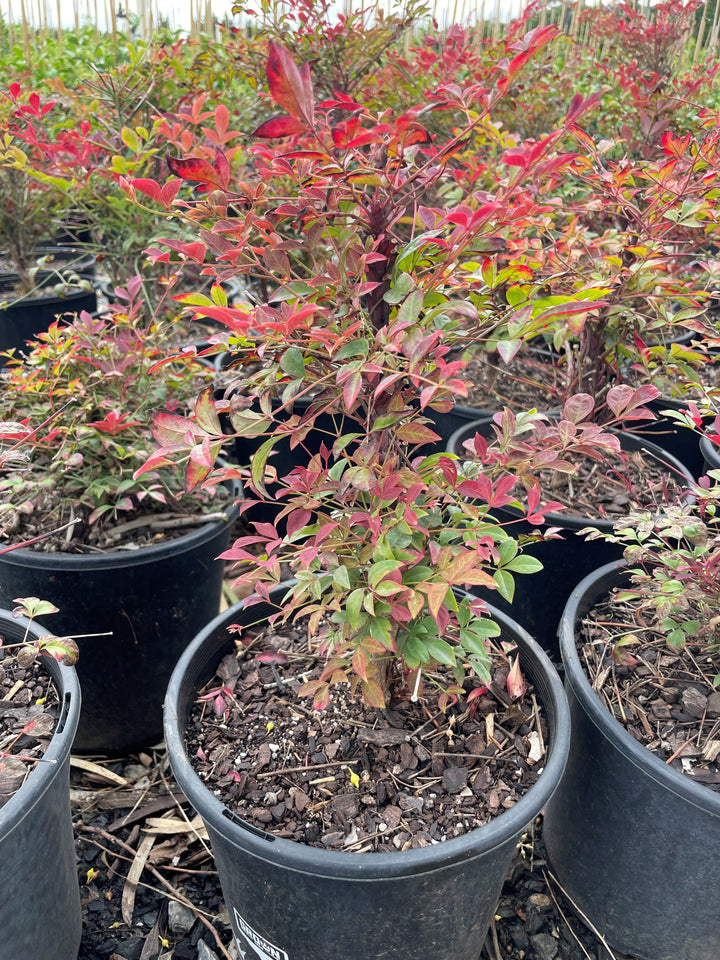 Nandina Domestica 'Obsession'