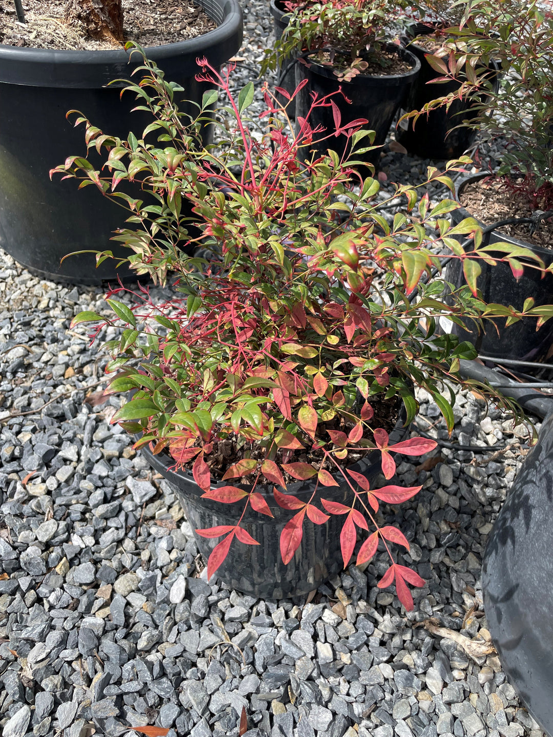 Nandina Domestica 'Obsession'
