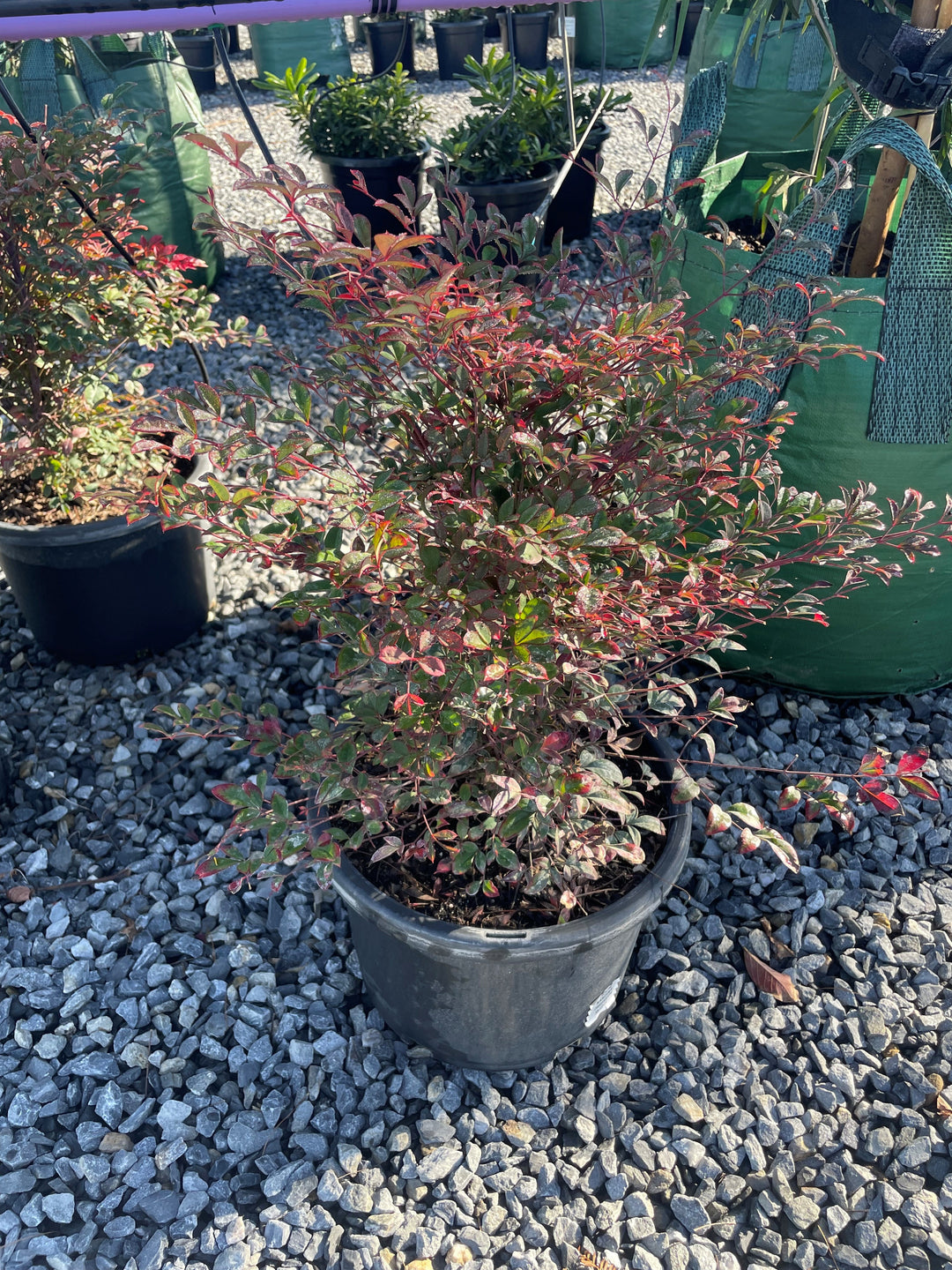 Nandina Domestica &