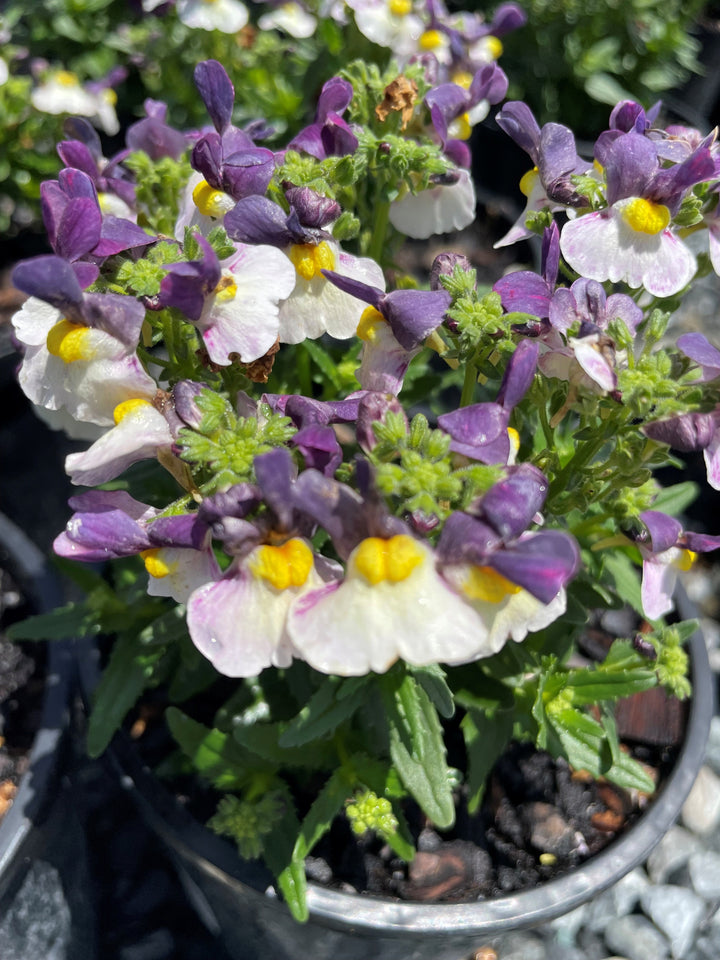 Nemesia fruticans &