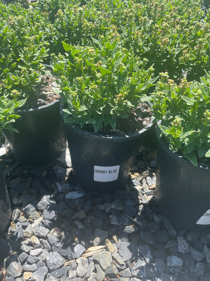 Nemesia fruticans &