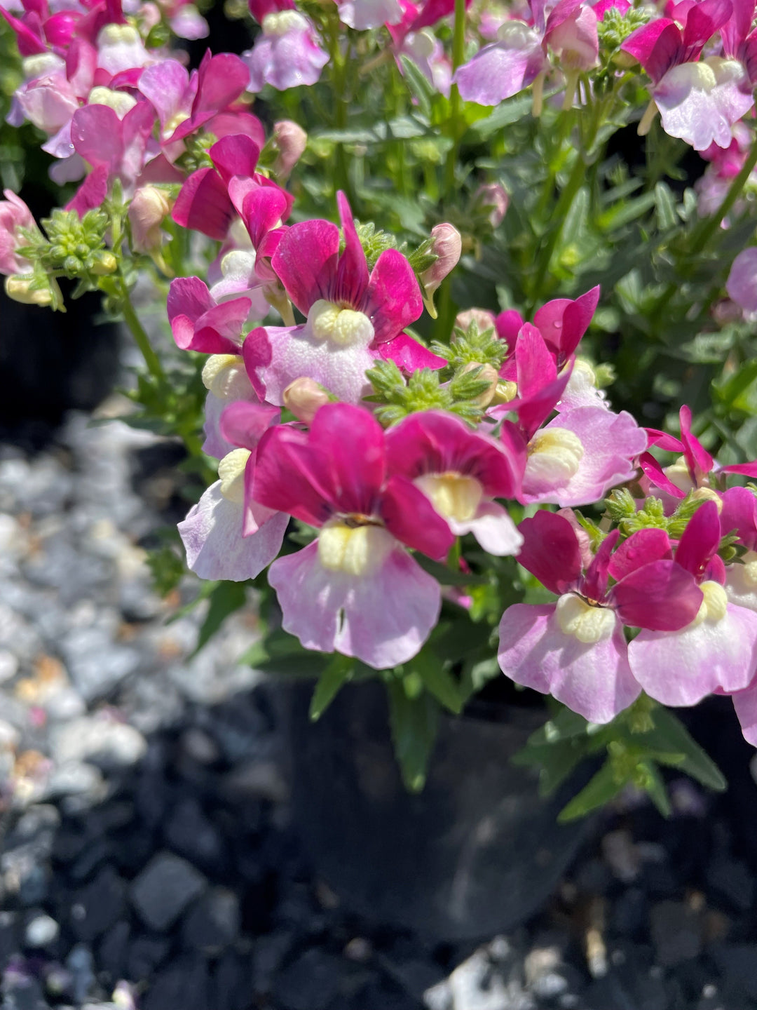 Nemesia fruticans &