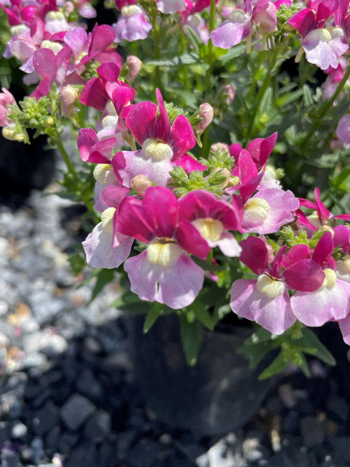 Nemesia fruticans &