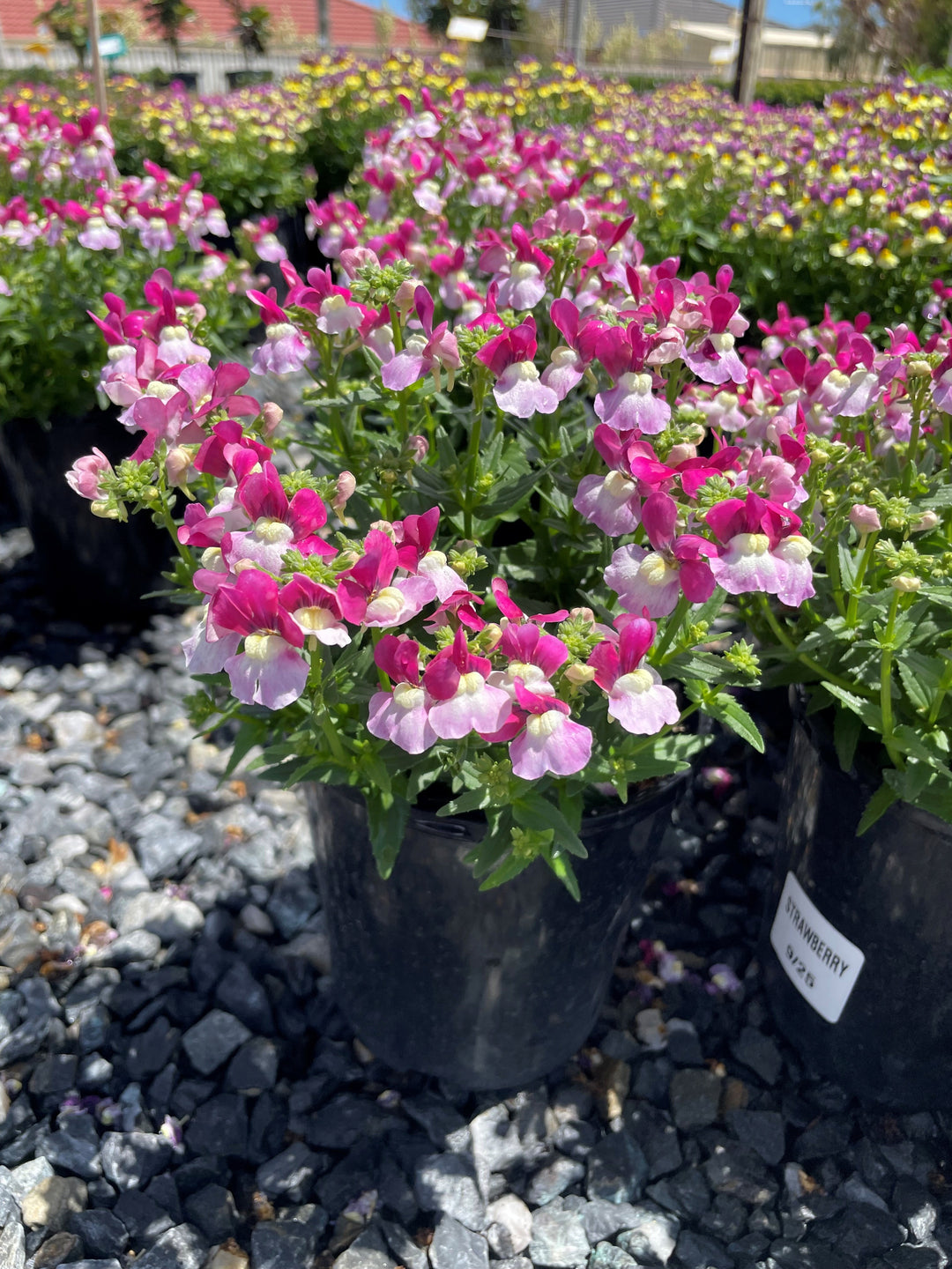 Nemesia fruticans &