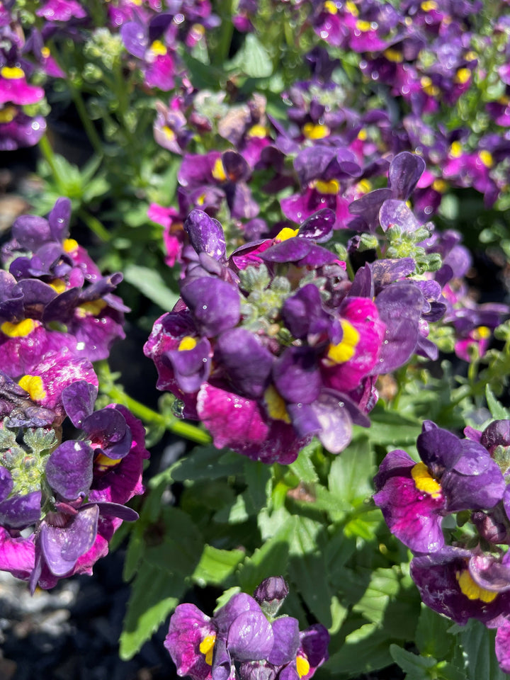 Nemesia fruiticans &